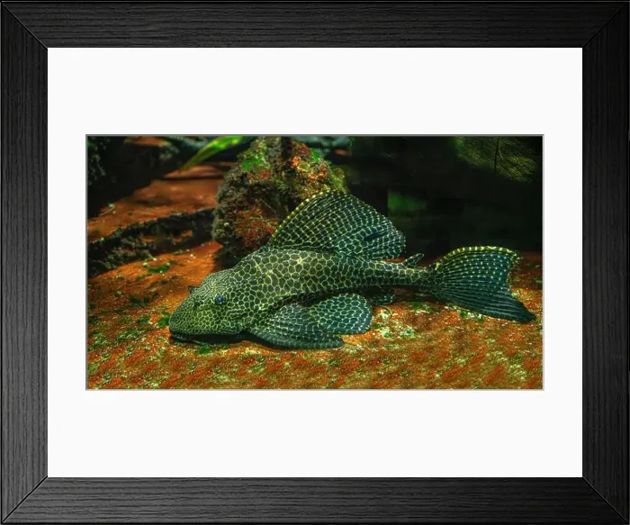 Framed Print : Pterygoplichthys gibbiceps a species of armored catfish native to Brazil Framed Print : Pterygoplichthys gibbiceps a species of armored catfish native to Brazil