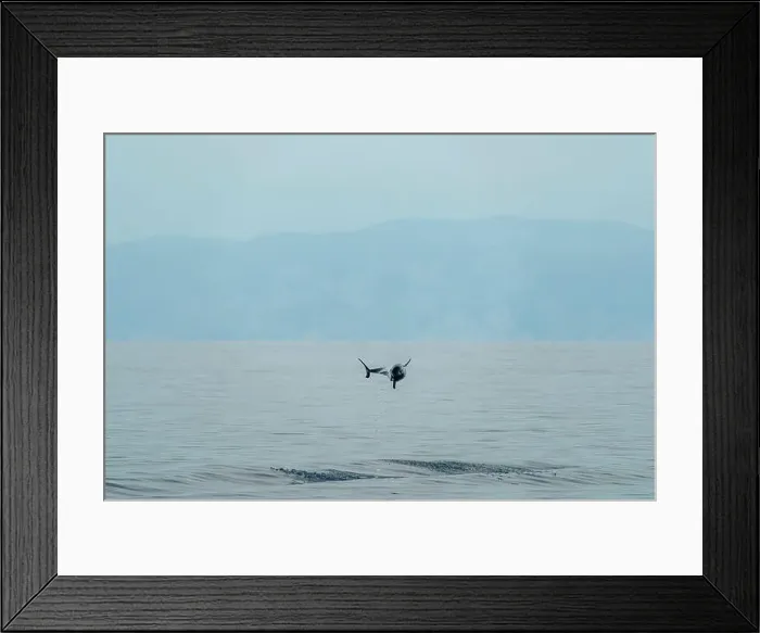 Framed Print : incredible high jump of striped dolphin jumping outside the blue sea Framed Print : incredible high jump of striped dolphin jumping outside the blue sea