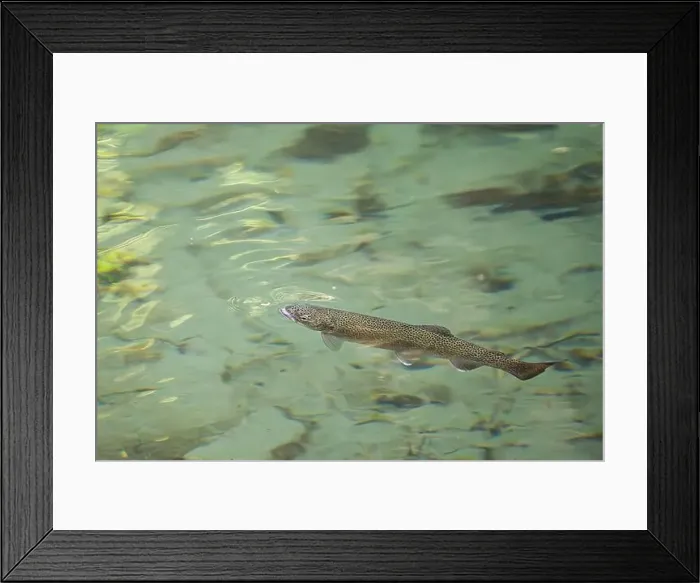 Framed Print : A Cutthroat trout about to grab a small insect in the surface of the water in a shallow stream in the Pacific Northwest Framed Print : A Cutthroat trout about to grab a small insect in the surface of the water in a shallow stream in the Pacific Northwest