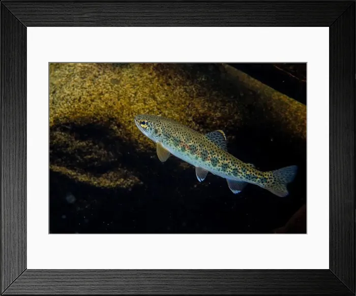 Framed Print : Adult trout Framed Print : Adult trout