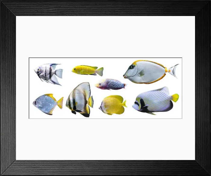 Framed Print : Tropical colorful fishes collection isolated on white background Framed Print : Tropical colorful fishes collection isolated on white background
