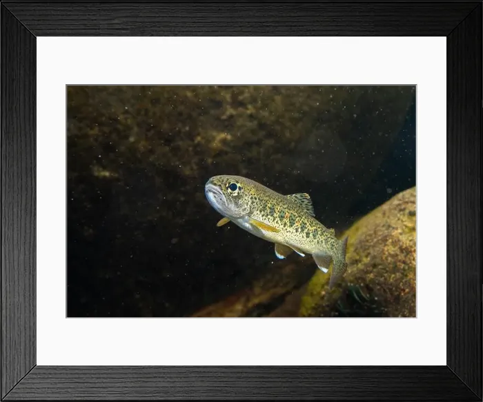 Framed Print : Cutthroat trout