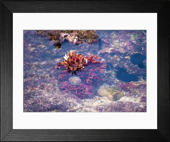 Framed Print : Beautiful colorful coral reefs on the beach Framed Print : Beautiful colorful coral reefs on the beach