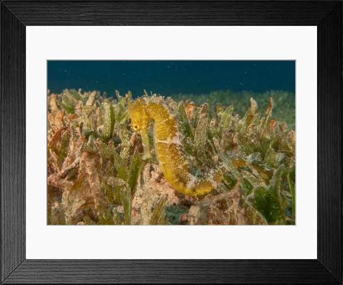 Framed Print : Sea Horse in the Red Sea Colorful and beautiful, Eilat Israel Framed Print : Sea Horse in the Red Sea Colorful and beautiful, Eilat Israel