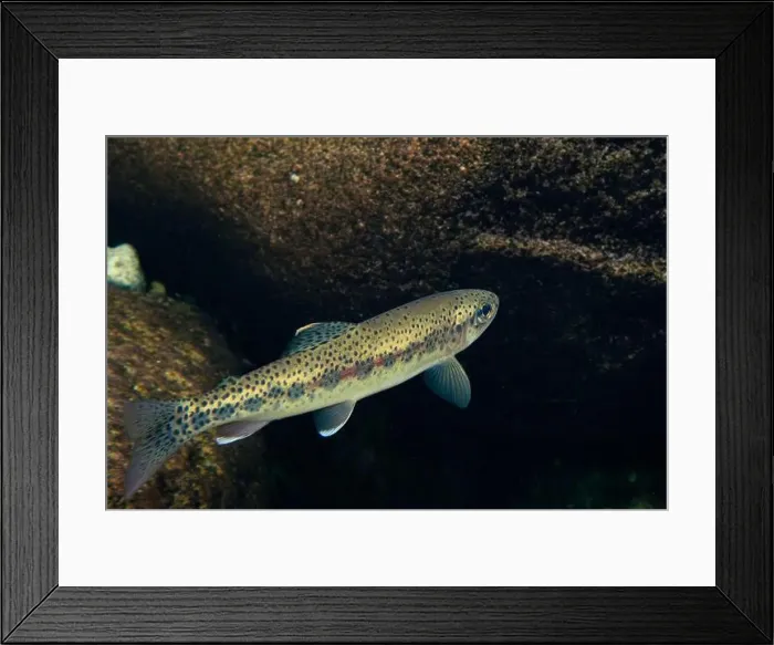 Framed Print : Adult Cutthroat trout in a clear water stream Framed Print : Adult Cutthroat trout in a clear water stream