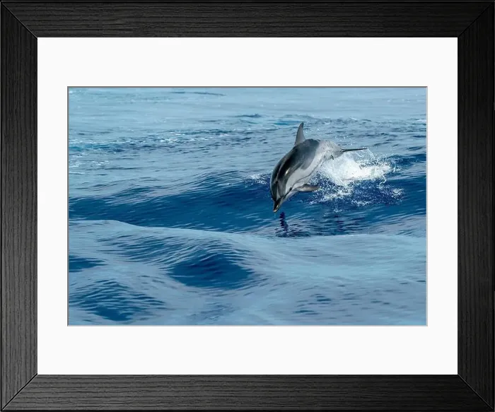 Framed Print : striped dolphin jumping outside the blue sea Framed Print : striped dolphin jumping outside the blue sea
