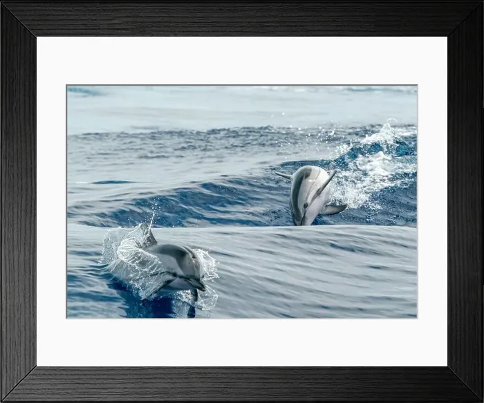 Framed Print : striped dolphin jumping outside the blue sea Framed Print : striped dolphin jumping outside the blue sea