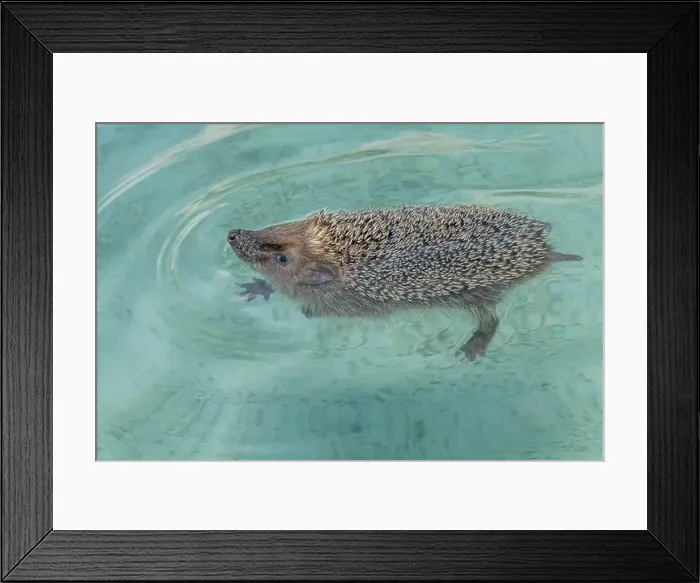 Framed Print : A cute hedgehog cools down from the summer heat by bathing in fresh water Framed Print : A cute hedgehog cools down from the summer heat by bathing in fresh water