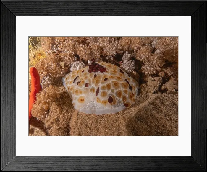 Framed Print : Sea Slug in the Red Sea Colorful and beautiful, Eilat Israel Framed Print : Sea Slug in the Red Sea Colorful and beautiful, Eilat Israel