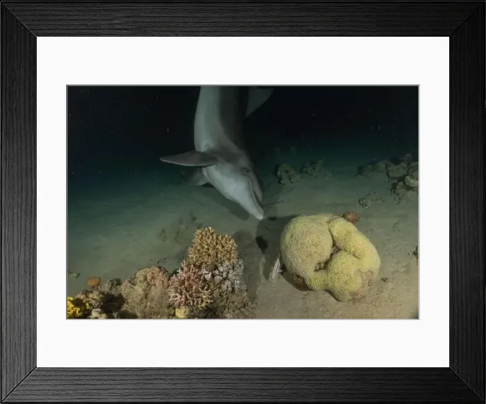 Framed Print : Dolphin swimming in the Red Sea, Eilat Israel Framed Print : Dolphin swimming in the Red Sea, Eilat Israel