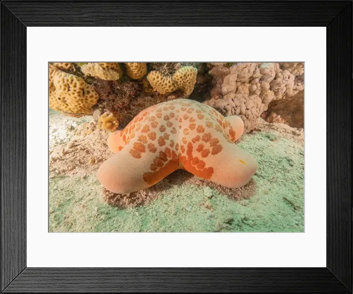 Framed Print : Starfish On the seabed in the Red Sea, Eilat Israel Framed Print : Starfish On the seabed in the Red Sea, Eilat Israel