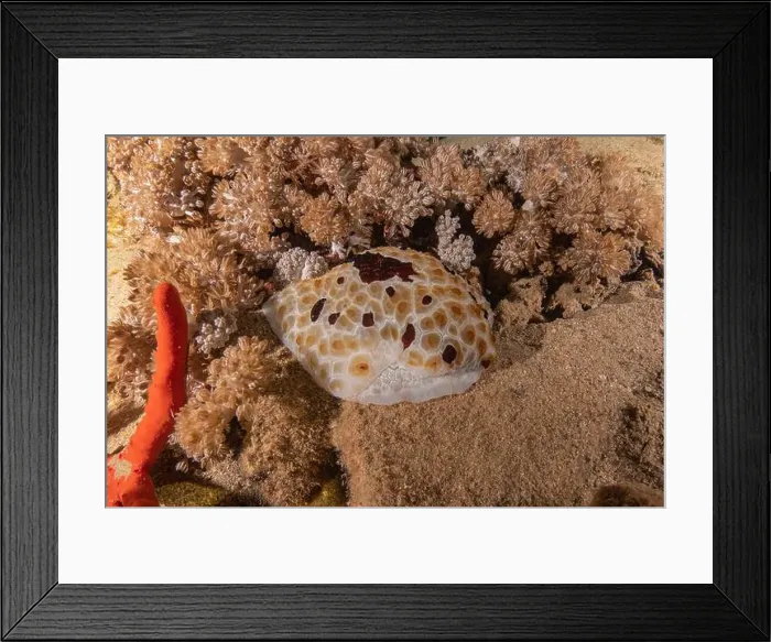 Framed Print : Sea Slug in the Red Sea Colorful and beautiful, Eilat Israel Framed Print : Sea Slug in the Red Sea Colorful and beautiful, Eilat Israel
