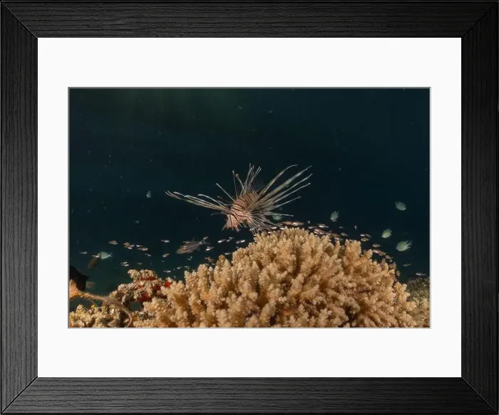 Framed Print : Lionfish in the Red Sea colorful fish, Eilat Israel Framed Print : Lionfish in the Red Sea colorful fish, Eilat Israel