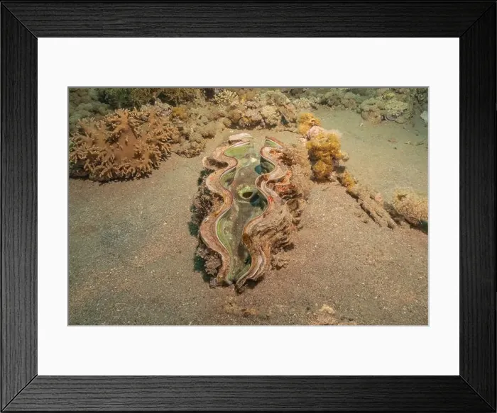 Framed Print : Giant Clam in the Red Sea Colorful and beautiful, Eilat Israel Framed Print : Giant Clam in the Red Sea Colorful and beautiful, Eilat Israel