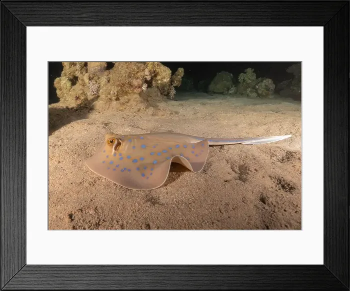 Framed Print : Blue-spotted stingray On the seabed in the Red Sea Eilat, Israel Framed Print : Blue-spotted stingray On the seabed in the Red Sea Eilat, Israel
