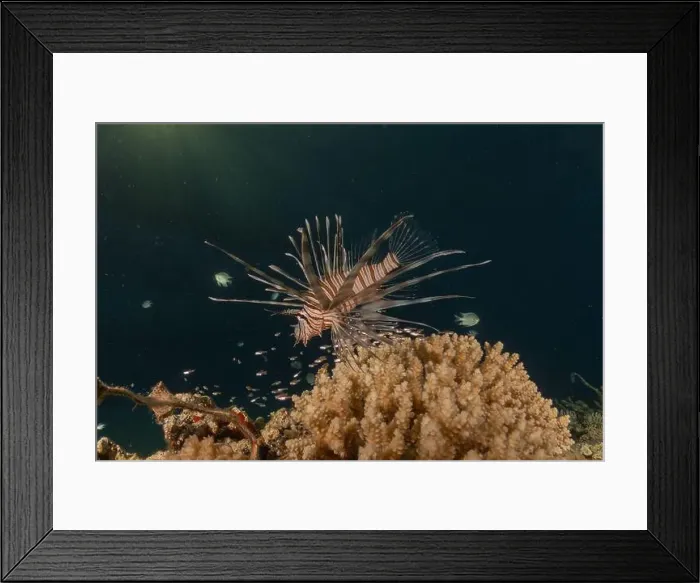 Framed Print : Lionfish in the Red Sea colorful fish, Eilat Israel Framed Print : Lionfish in the Red Sea colorful fish, Eilat Israel