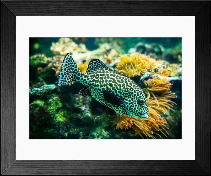 Framed Print : Harlequin sweetlips (Plectorhinchus chaetodonoides) is a marine fish native to tropical Indo-Pacific Ocean