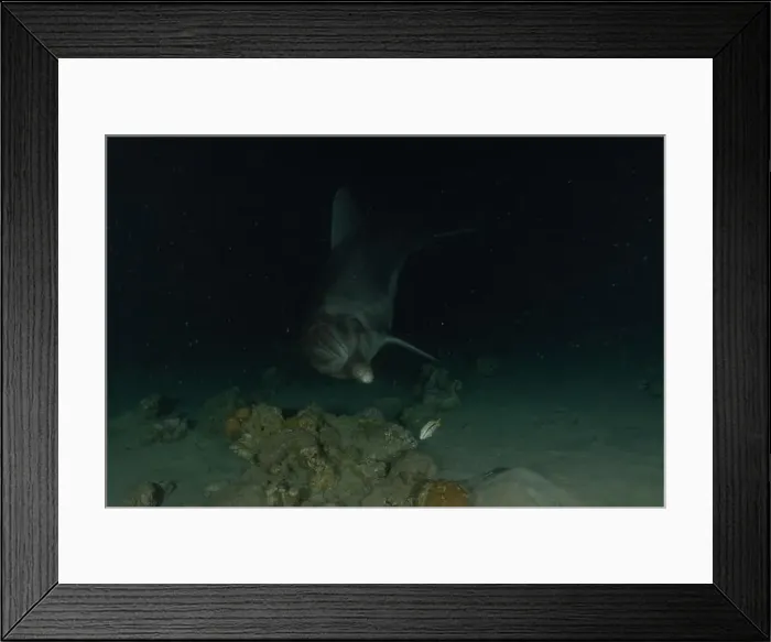 Framed Print : Dolphin swimming in the Red Sea, Eilat Israel Framed Print : Dolphin swimming in the Red Sea, Eilat Israel
