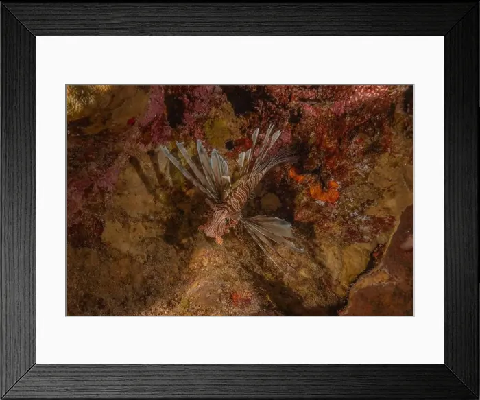 Framed Print : Lionfish in the Red Sea colorful fish, Eilat Israel