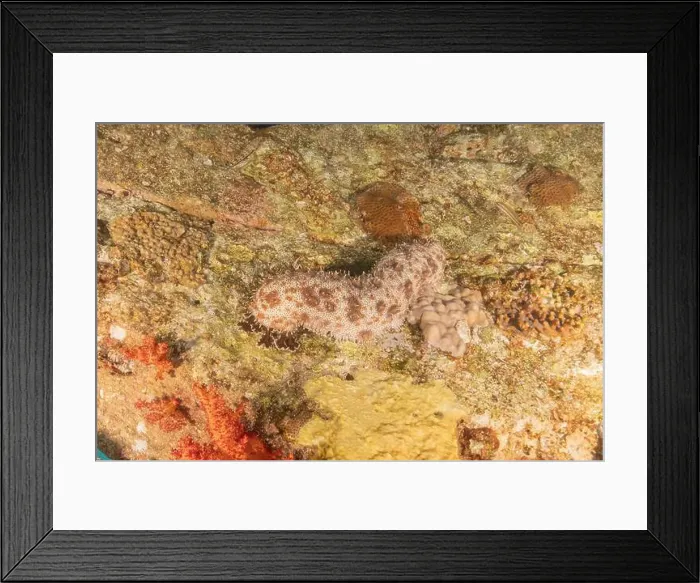 Framed Print : Sea cucumber in the Red Sea Colorful and beautiful, Eilat Israel Framed Print : Sea cucumber in the Red Sea Colorful and beautiful, Eilat Israel