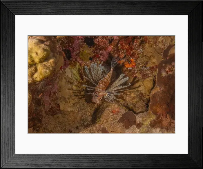 Framed Print : Lionfish in the Red Sea colorful fish, Eilat Israel Framed Print : Lionfish in the Red Sea colorful fish, Eilat Israel