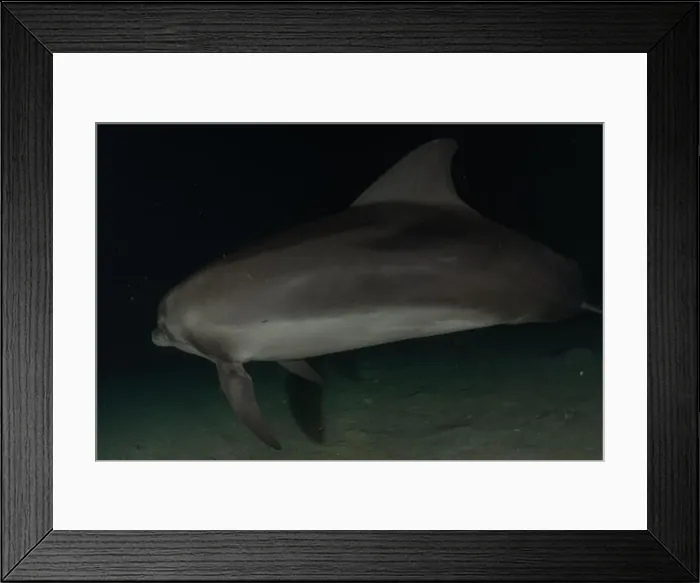 Framed Print : Dolphin swimming in the Red Sea, Eilat Israel Framed Print : Dolphin swimming in the Red Sea, Eilat Israel