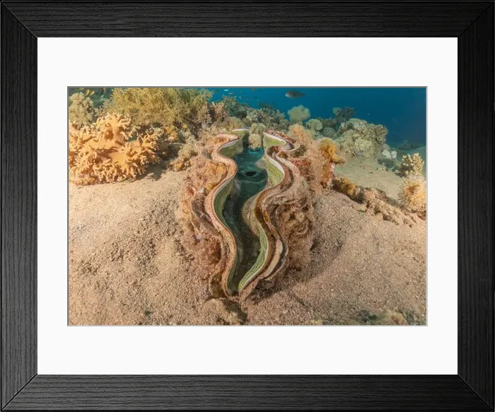 Framed Print : Giant Clam in the Red Sea Colorful and beautiful, Eilat Israel Framed Print : Giant Clam in the Red Sea Colorful and beautiful, Eilat Israel