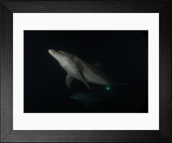 Framed Print : Dolphin swimming in the Red Sea, Eilat Israel Framed Print : Dolphin swimming in the Red Sea, Eilat Israel