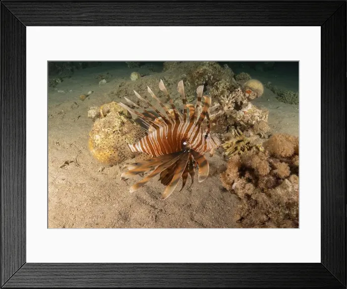 Framed Print : Lionfish in the Red Sea colorful fish, Eilat Israel Framed Print : Lionfish in the Red Sea colorful fish, Eilat Israel