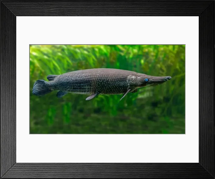 Framed Print : Sterlet (Acipenser ruthenus), Baden-Wuerttemberg, Germany, Europe Framed Print : Sterlet (Acipenser ruthenus), Baden-Wuerttemberg, Germany, Europe