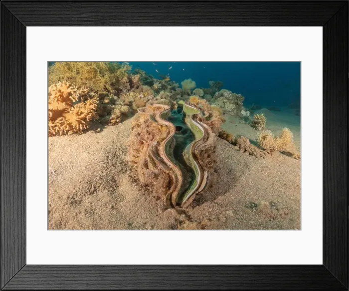 Framed Print : Giant Clam in the Red Sea Colorful and beautiful, Eilat Israel Framed Print : Giant Clam in the Red Sea Colorful and beautiful, Eilat Israel