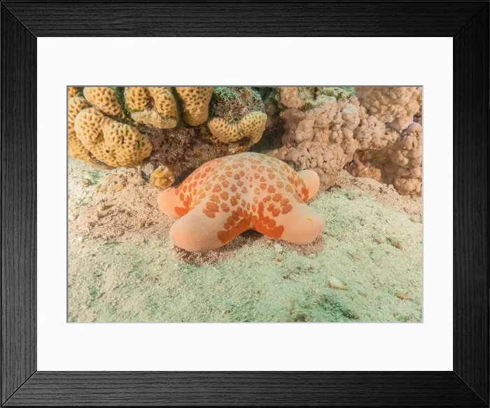 Framed Print : Starfish On the seabed in the Red Sea, Eilat Israel Framed Print : Starfish On the seabed in the Red Sea, Eilat Israel