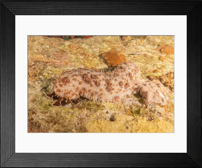 Framed Print : Sea cucumber in the Red Sea Colorful and beautiful, Eilat Israel Framed Print : Sea cucumber in the Red Sea Colorful and beautiful, Eilat Israel