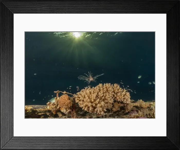 Framed Print : Lionfish in the Red Sea colorful fish, Eilat Israel
