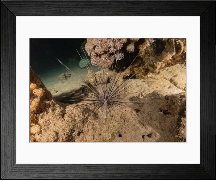 Framed Print : Red Sea Urchin in the Red Sea Colorful and beautiful, Eilat Israel
