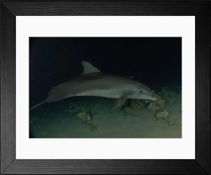 Framed Print : Dolphin swimming in the Red Sea, Eilat Israel Framed Print : Dolphin swimming in the Red Sea, Eilat Israel