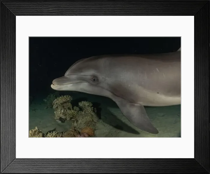 Framed Print : Dolphin swimming in the Red Sea, Eilat Israel Framed Print : Dolphin swimming in the Red Sea, Eilat Israel