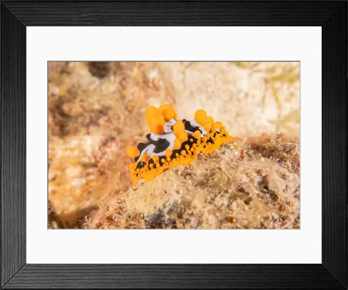Framed Print : Sea Slug in the Red Sea Colorful and beautiful, Eilat Israel Framed Print : Sea Slug in the Red Sea Colorful and beautiful, Eilat Israel