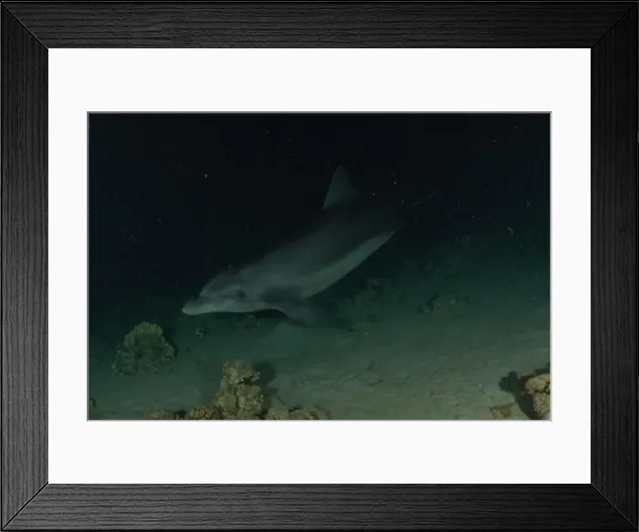 Framed Print : Dolphin swimming in the Red Sea, Eilat Israel Framed Print : Dolphin swimming in the Red Sea, Eilat Israel
