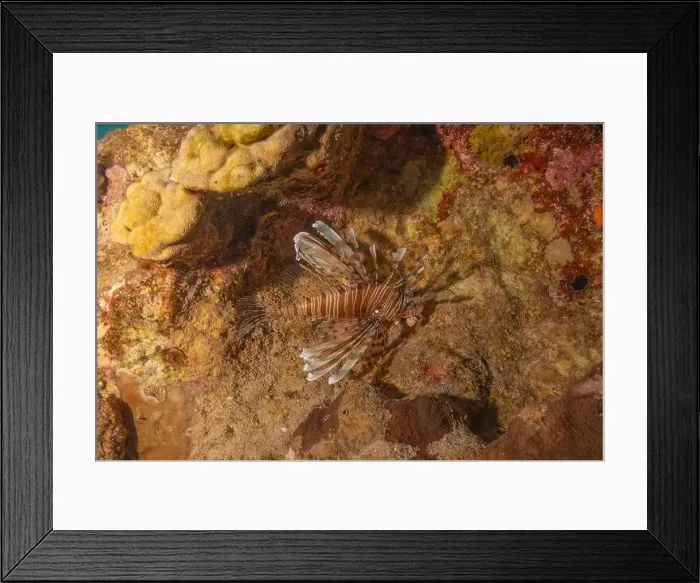 Framed Print : Lionfish in the Red Sea colorful fish, Eilat Israel Framed Print : Lionfish in the Red Sea colorful fish, Eilat Israel