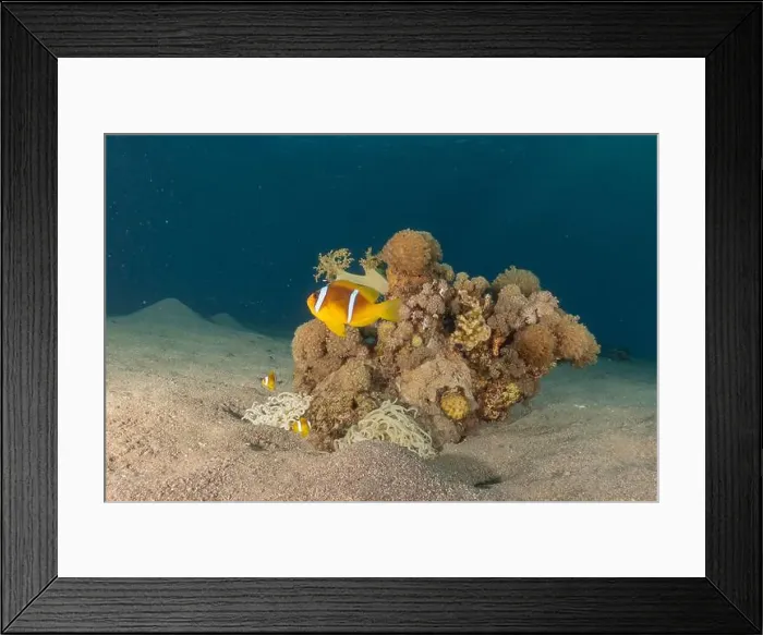 Framed Print : Clown-fish anemonefish in the Red Sea Colorful and beautiful, Eilat Israel Framed Print : Clown-fish anemonefish in the Red Sea Colorful and beautiful, Eilat Israel