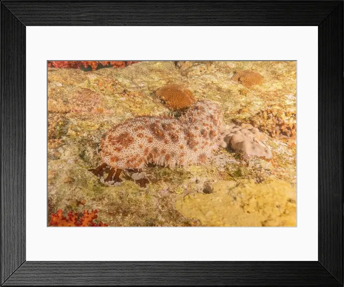 Framed Print : Sea cucumber in the Red Sea Colorful and beautiful, Eilat Israel Framed Print : Sea cucumber in the Red Sea Colorful and beautiful, Eilat Israel