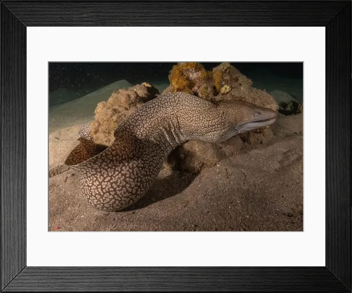 Framed Print : Moray eel Mooray lycodontis undulatus in the Red Sea, Eilat Israel Framed Print : Moray eel Mooray lycodontis undulatus in the Red Sea, Eilat Israel