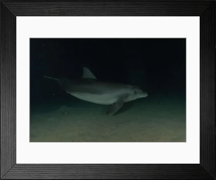 Framed Print : Dolphin swimming in the Red Sea, Eilat Israel Framed Print : Dolphin swimming in the Red Sea, Eilat Israel