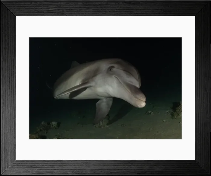 Framed Print : Dolphin swimming in the Red Sea, Eilat Israel Framed Print : Dolphin swimming in the Red Sea, Eilat Israel