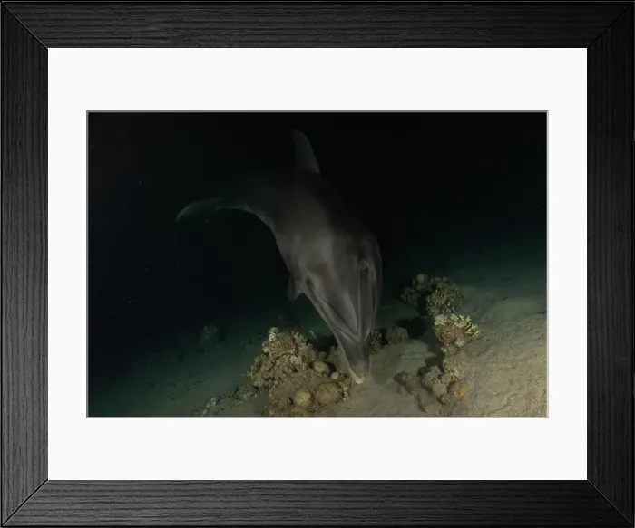 Framed Print : Dolphin swimming in the Red Sea, Eilat Israel Framed Print : Dolphin swimming in the Red Sea, Eilat Israel