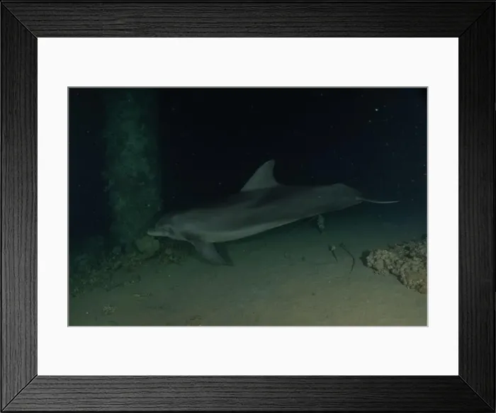 Framed Print : Dolphin swimming in the Red Sea, Eilat Israel Framed Print : Dolphin swimming in the Red Sea, Eilat Israel