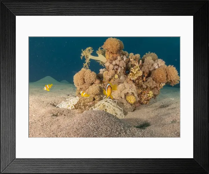 Framed Print : Clown-fish anemonefish in the Red Sea Colorful and beautiful, Eilat Israel Framed Print : Clown-fish anemonefish in the Red Sea Colorful and beautiful, Eilat Israel