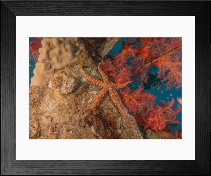 Framed Print : Starfish On the seabed in the Red Sea, Eilat Israel Framed Print : Starfish On the seabed in the Red Sea, Eilat Israel