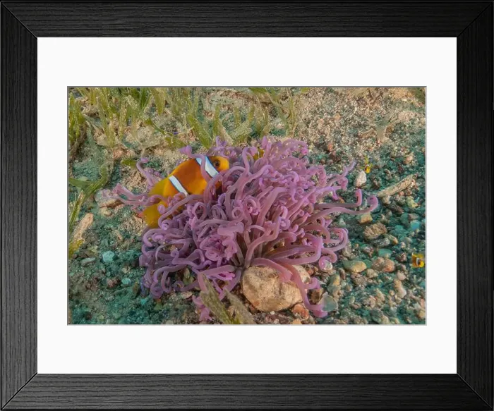 Framed Print : Clown-fish anemonefish in the Red Sea Colorful and beautiful, Eilat Israel Framed Print : Clown-fish anemonefish in the Red Sea Colorful and beautiful, Eilat Israel